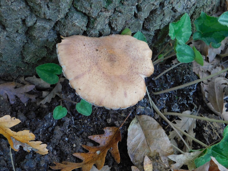 20 Fotogr il 18.12.2021 sotto Leccio